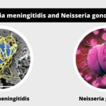 Differences between Neisseria meningitidis and Neisseria gonorrhoeae