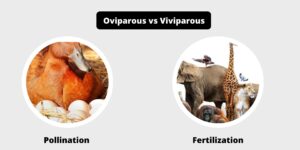 Difference Between Oviparous and Viviparous – Oviparous vs Viviparous