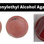 Phenylethyl Alcohol Agar - Composition, Preparation, Uses, Limitation