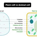 Difference between Plant cell and Animal cell - Plant cell vs Animal cell