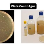 Plate Count Agar (PCA) Composition, Principle, Preparation, Results, Uses