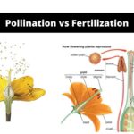 Difference Between Pollination and Fertilization - Pollination vs Fertilization