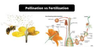 Difference Between Pollination and Fertilization – Pollination vs Fertilization