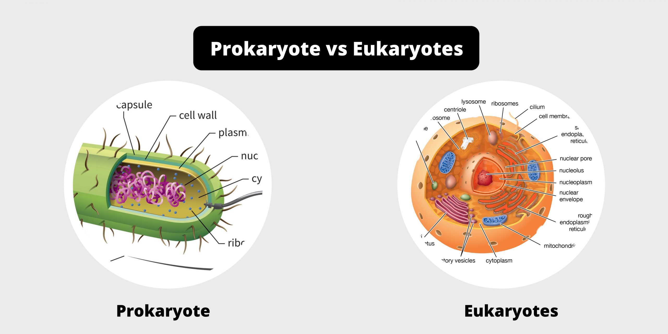 Differences between Prokaryotes and Eukaryotes