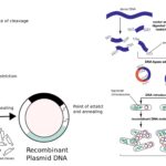 Recombinant DNA Technology Steps, Application, Tools, and Limitations