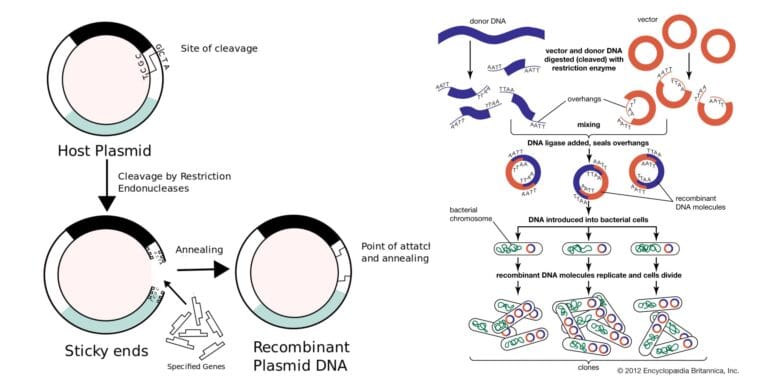Recombinant DNA Technology Steps, Application, Tools, and Limitations