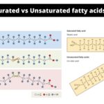 Difference between Saturated and Unsaturated fatty acids