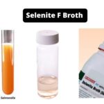 Selenite F Broth - Composition, Principle, Preparation, Results, Uses