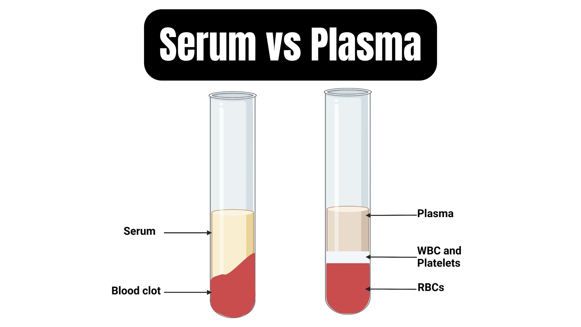 Differences between Serum and Plasma - Serum vs Plasma