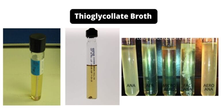 Thioglycollate Broth - Composition, Principle, Preparation, Results, Uses