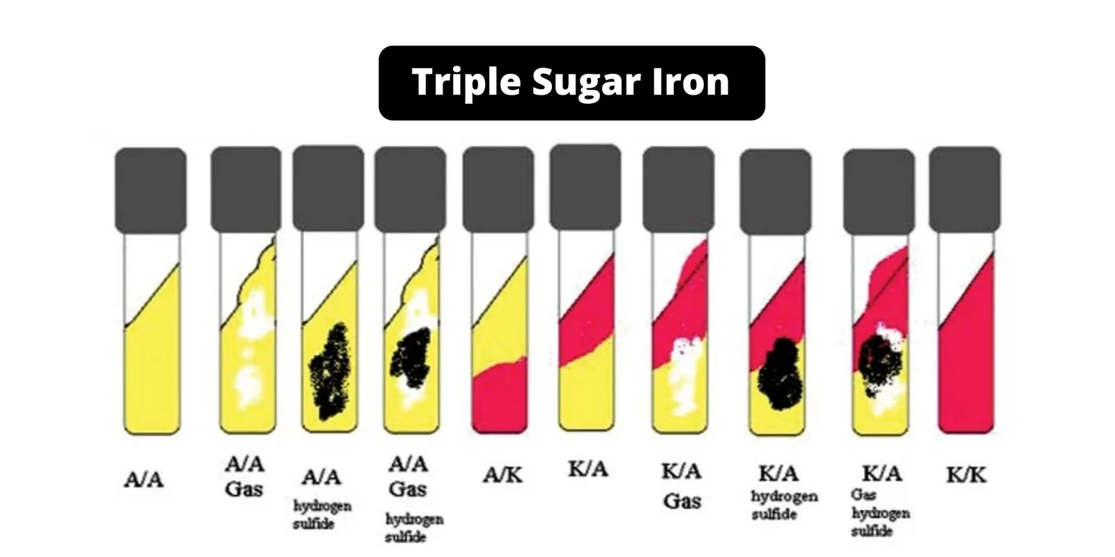 Triple Sugar Iron (TSI) Agar - Composition, Principle, Preparation, Results, Uses