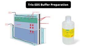 Tris-SDS Buffer Preparation of pH 6.8 and 8.8 for SDS PAGE