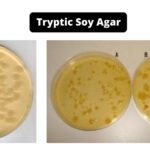 Tryptic Soy Agar (TSA) - Composition, Principle, Preparation, Results, Uses