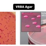 VRBA(Violet Red Bile Agar) - Composition, Principle, Preparation, Results, Uses