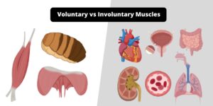 Differences between Voluntary muscles and Involuntary muscles – Voluntary vs Involuntary Muscles