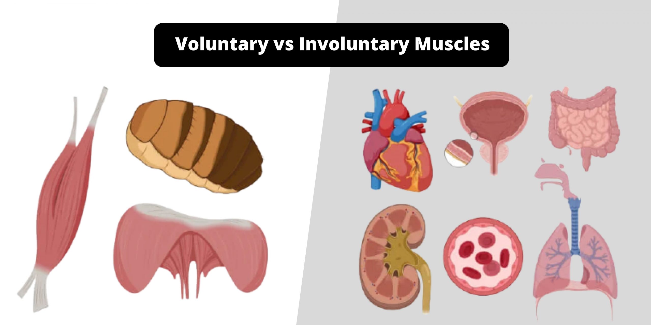 Differences between Voluntary muscles and Involuntary muscles - Voluntary vs Involuntary Muscles