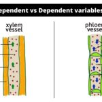 Difference Between Xylem and Phloem - Xylem vs Phloem
