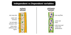Difference Between Xylem and Phloem – Xylem vs Phloem