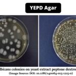 YEPD Agar - Composition, Principle, Preparation, Results, Uses