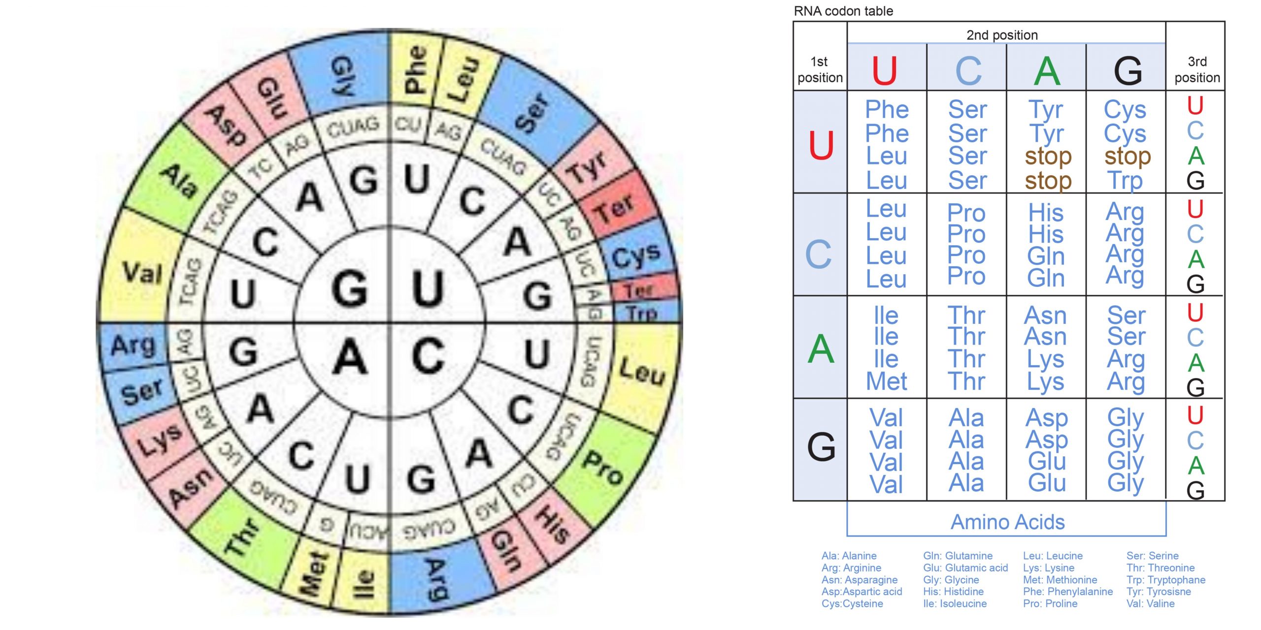 Characteristic of Genetic Code