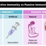 Differences between Active Immunity and Passive Immunity