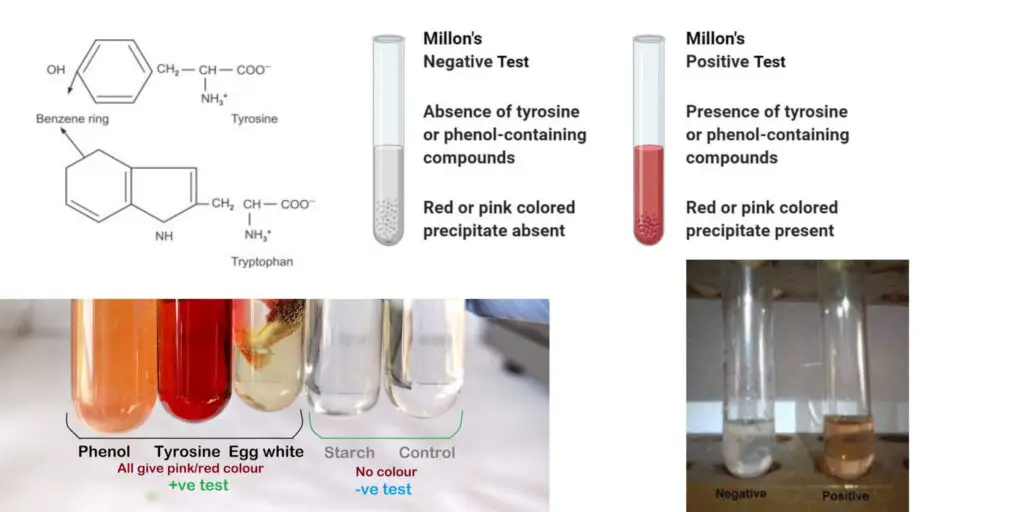 Millon’s Test - Definition, Principle, Procedure, Result, Uses ...