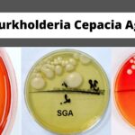 Burkholderia Cepacia Agar Base Preparation, Composition, Principle
