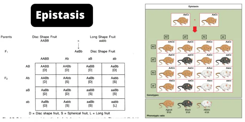 Epistasis - Definition, Causes, Types, Examples - Biology Notes Online