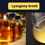 Lysogeny broth (LB) Preparation