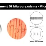 Measurement Of Microorganisms - Micrometry
