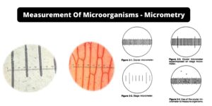 Measurement Of Microorganisms – Micrometry