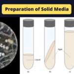 Preparation of Solid Media - Agar deep tubes, Agar Slants, Plates