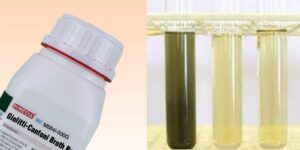 Giolitti-Cantoni Broth for Staphylococcus aureus