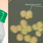 Tryptone Soya Broth for the enrichment of Staph. aureus