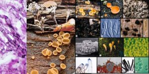Phylum Ascomycota Overview