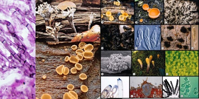 Phylum Ascomycota Overview
