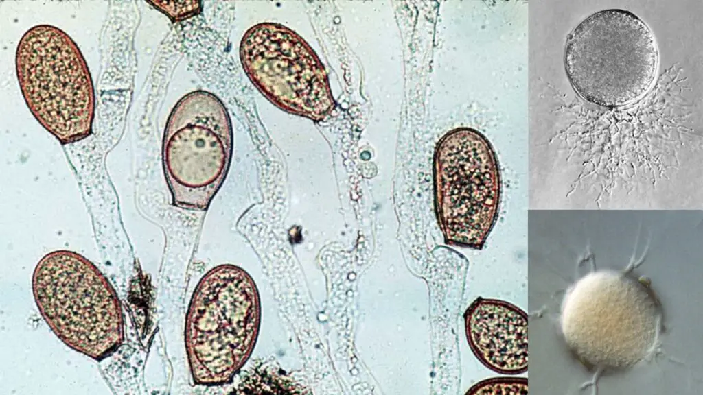 Chytridiomycota Overview - Biology Notes Online