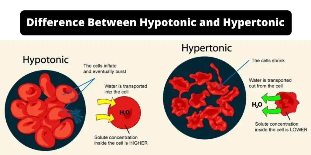 Difference Between Hypertonic vs Hypotonic - Biology Notes Online