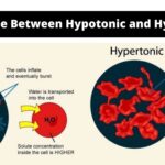 Difference Between Hypertonic vs Hypotonic