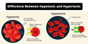 Difference Between Hypertonic vs Hypotonic