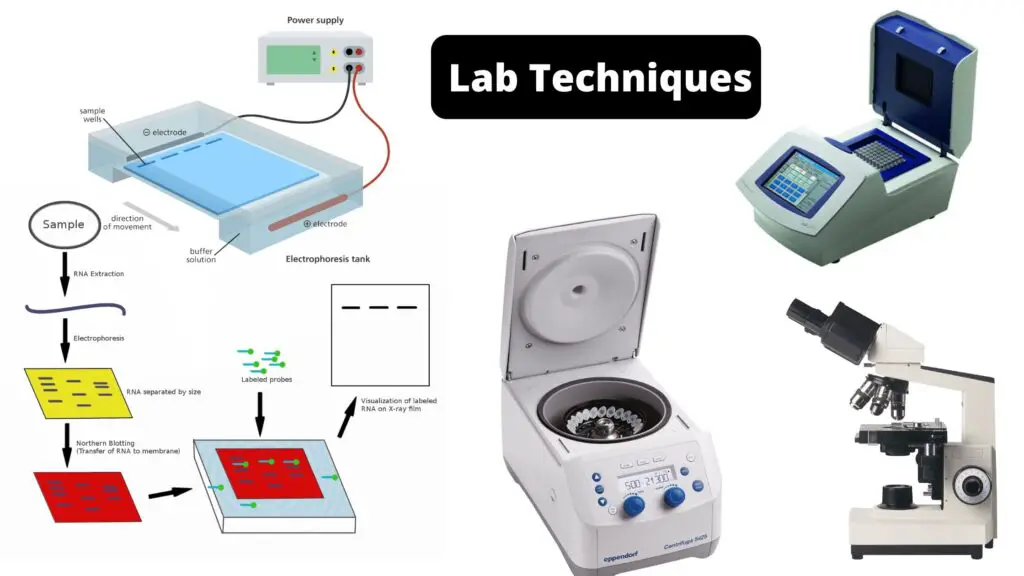 Top 13 Lab Techniques You Must Know - Biology Notes Online