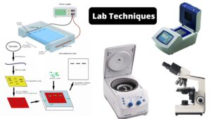 Top 13 Lab Techniques You Must Know