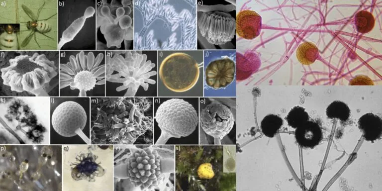 Zygomycota Overview