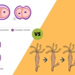 13 Difference Between Binary Fission and Budding
