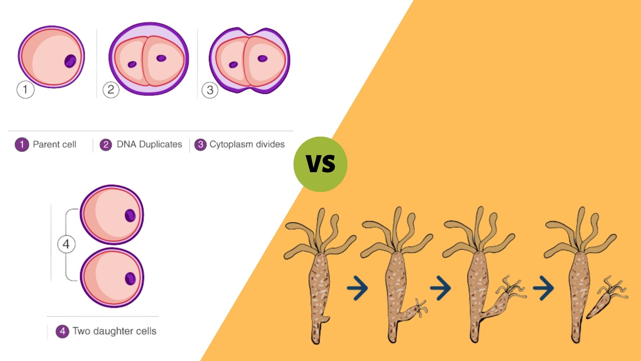 13 Difference Between Binary Fission and Budding