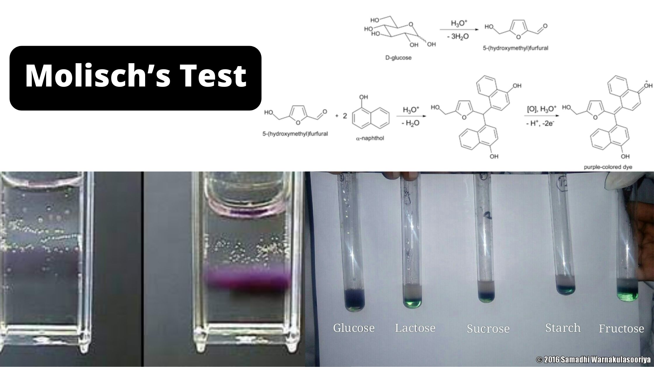 Molisch’s Test Objective, Principle, Procedure, Result