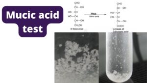Mucic acid test – Principle, Procedure, Result