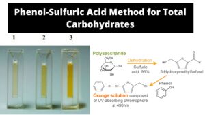 Phenol-Sulfuric Acid Method for Total Carbohydrates