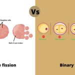 Differences between Binary fission and multiple fission