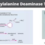 Phenylalanine Deaminase Test Principle, Procedure, Result